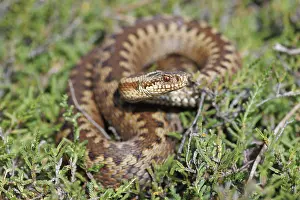 Vipera Berus Images Imprime: Adder, Vipera berus
