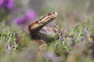 Adder Snake Imprime: Adder, Vipera berus