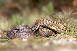 European Adder Species Imprime: Adder, Vipera berus