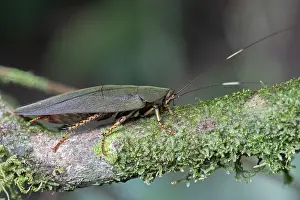 Impresión enmarcada : Cucaracha de Amazonas