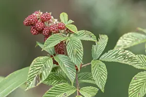 South American Flora Imprime: Andean Raspberry