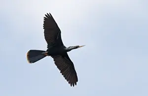 Florida Wildlife Images Imprime: Anhinga, Anhinga anhinga
