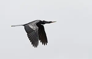 Anhinga Bird Imprime: Anhinga, Anhinga anhinga