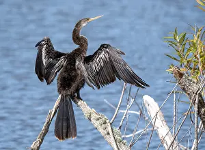 Anhinga Bird Imprime: Anhinga, Anhinga anhinga