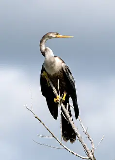 Anhinga Bird Imprime: Anhinga, Anhinga anhinga