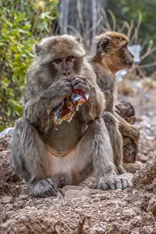 Barbary Macaque Imprime: Barbary Macaque, Macaca sylvanus
