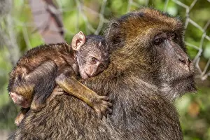 Macaco de Barbary, Macaca sylvanus.