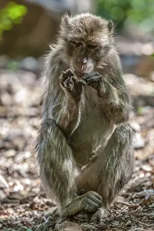 Barbary Macaque Imprime: Barbary Macaque, Macaca sylvanus