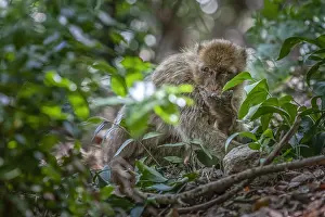 Macaca Sylvanus Imprime: Barbary Macaque, Macaca sylvanus
