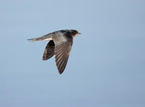 Hirundo Rustica Images Imprime: Barn Swallow, Hirundo rustica