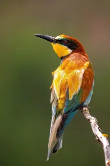 European Bee Eater Imprime: Bee-eater; Merops apiaster