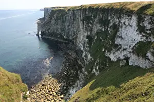 UK Seabirds Imprime: Bempton Cliffs
