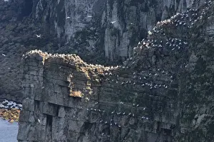 Seabird Colony Imprime: Bempton Cliffs