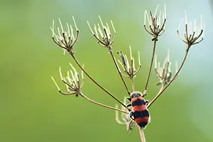 Trichodes Apiarius Imprime: Bijenwolf, Trichodes apiarius