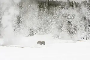 Bison In Winter Imprime: Bison, Bison bison