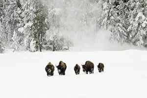 Bison In Winter Imprime: Bison, Bison bison