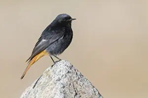 Black Redstart Bird Imprime: Black Redstart