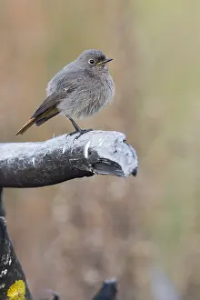 Black Redstart Bird Imprime: Black Redstart