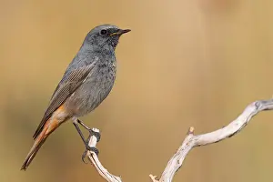 Black Bird Species Imprime: Black Redstart