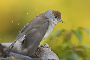 Blackcap Bird Imprime: Blackcap