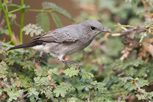 Middle East Animals Imprime: Blackstart