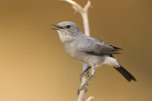 Passeriformes Species Imprime: Blackstart