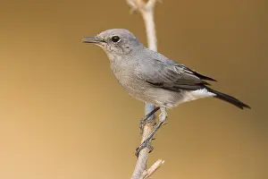 Passeriformes Species Imprime: Blackstart