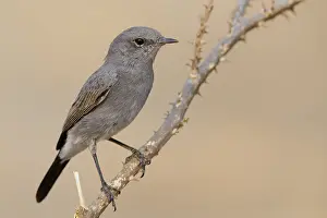 Passeriformes Species Imprime: Blackstart