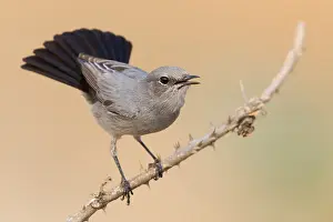 Passeriformes Birds Imprime: Blackstart