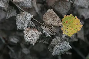 Fall Foliage Images Imprime: blad, leaf