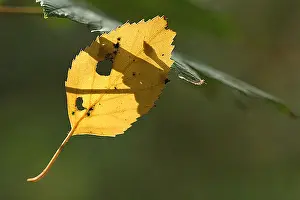 Leaf Vein Patterns Imprime: blad, leaf
