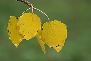 Fall Foliage Photos Imprime: blad, leaf