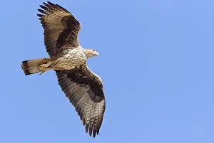 Bonellis Eagle Imprime: Bonelli's Eagle
