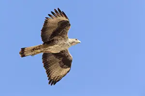 Bonellis Eagle Imprime: Bonelli's Eagle