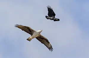 Bonellis Eagle Imprime: Bonelli's Eagle