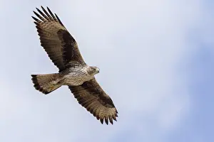 Bird Flight Photos Imprime: Bonelli's Eagle