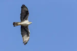 Bird In Flight Images Imprime: Bonelli's Eagle