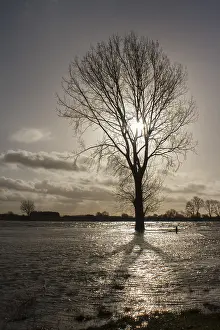 Netherlands Nature Photography Imprime: Boom; tree