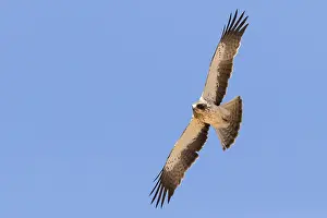 Birds With Sharp Talons Imprime: Booted Eagle