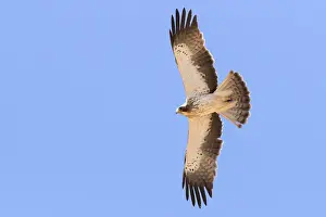 African Wildlife Animals Imprime: Booted Eagle