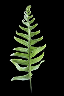 Close Up Green Leaves Imprime: Brede eikvaren, Intermediate Polypody, Polypodium interjectum