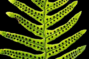 European Ferns Imprime: Brede eikvaren, Intermediate Polypody, Polypodium interjectum