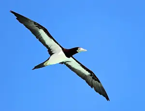 Blue Sky Nature Scenes Imprime: Brown Booby, Sula leucogaster plotus