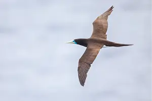 Seabird In Flight Imprime: Brown Booby, Sula leucogaster plotus