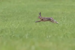Brown Hare Imprime: Brown Hare