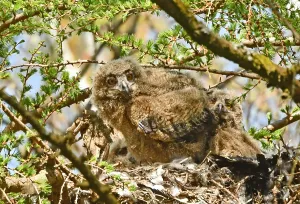 Eurasian Eagle Owl Habitat Imprime: Bubo bubo