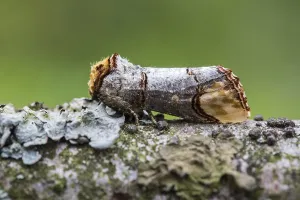European Moths Imprime: Buff-tip; Phalera bucephala