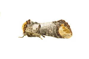 Close Up Insect Photography Imprime: Buff-tip; Phalera bucephala