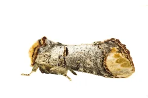 European Moths Imprime: Buff-tip; Phalera bucephala