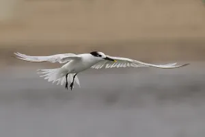 Impresión enmarcada : Cabot's Tern Impresión enmarcada : Cabot's Tern
